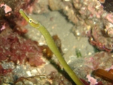 Farnes 042.jpg